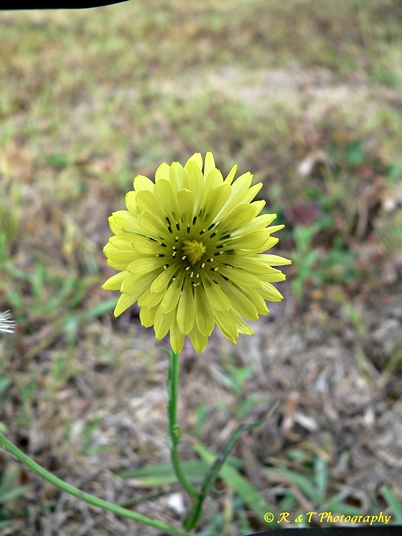 {Pyrrhopappus carolinianus}